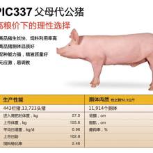  山西大寨農(nóng)牧開發(fā)有限責(zé)任公司 主營 種豬